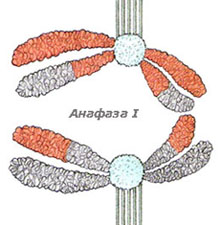 anaphase_1_220