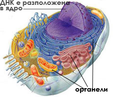 cell_animal230_n