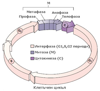 cell_cycle_350