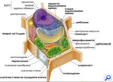 еукариотна растителна клетка