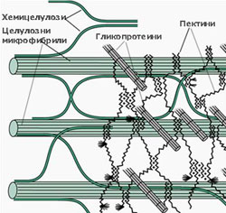 cell_wall_250w