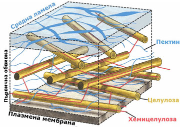 cell_wall_360