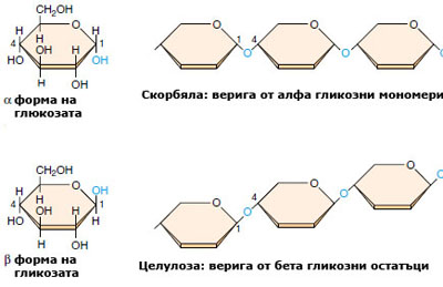 cellulose2