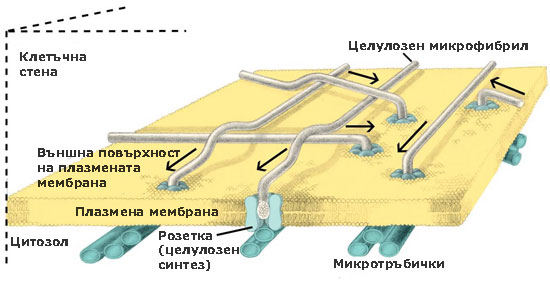 cellulose_synth_550w