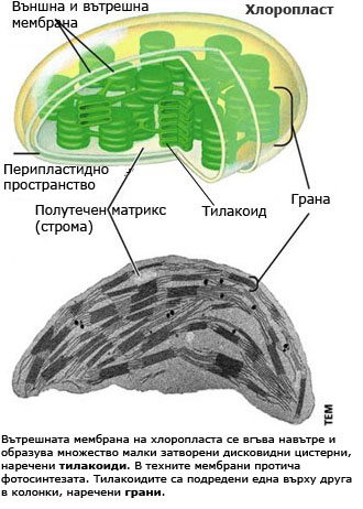 chloroplast