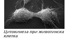 citokinesis_anim_cell