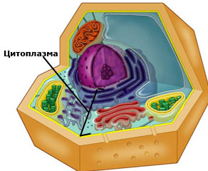 cytoplasma