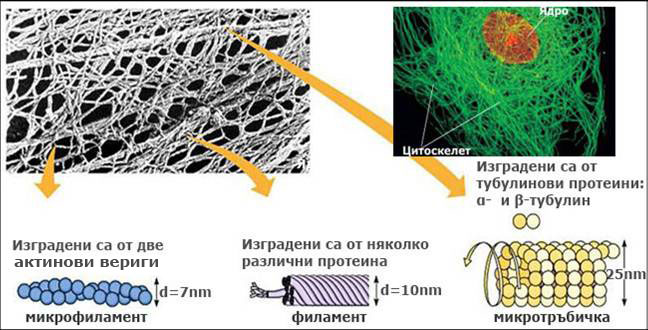 cytosceleton's filaments