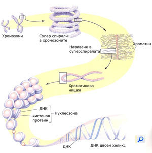 dna_str_300