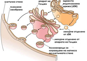 endomembrane_sys_300w