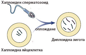 fertilization