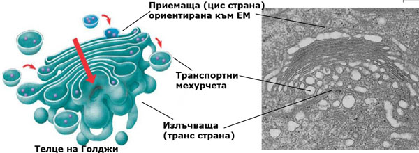 golgi2