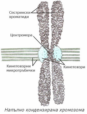 kinetochores_280