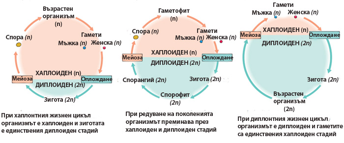 life_cycles_700n