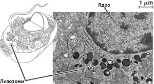 lisosome3