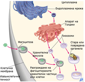 lisosome300