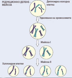 mejosis_def300