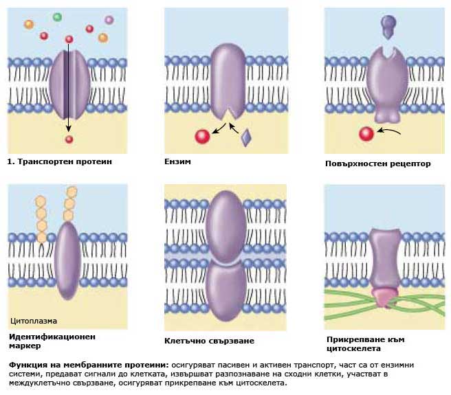 membrane_proteins