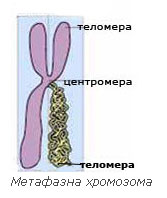 metaph_chromosome