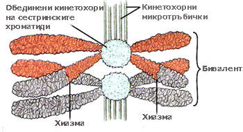 metaphase_1_350