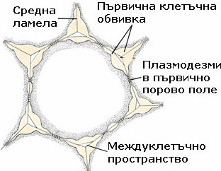 кожеста