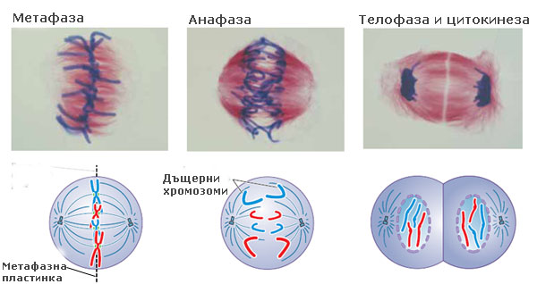 mitisis_meta_teloph