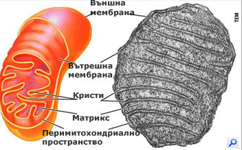 mitochondria360