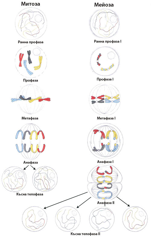 mitosis_meisis500