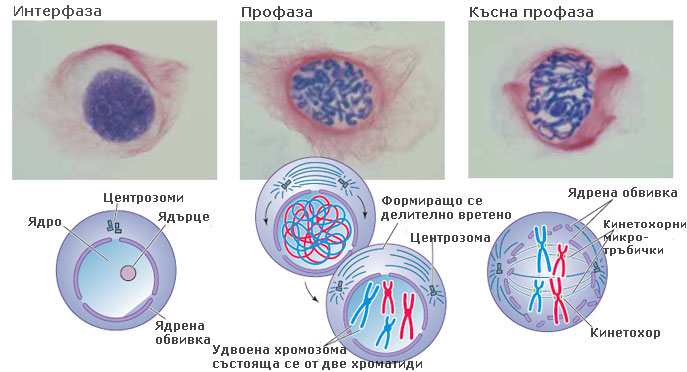 mitosis_prof