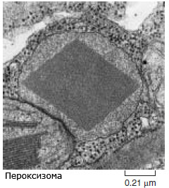 peroxysome