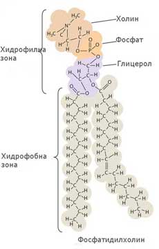 phospholipid