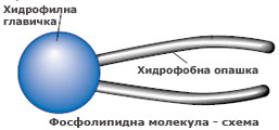 phospholipid_sch