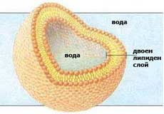 phospholipidi