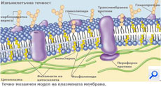 plasma_membrane