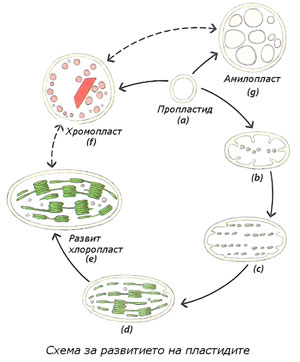 plastides_devpm_300