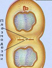 plazmodesmi_180