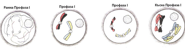 prophase1_w