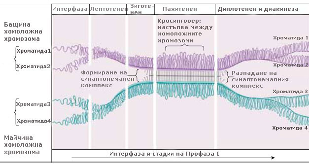 prophase_2