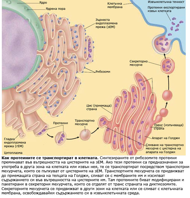 protein_transp