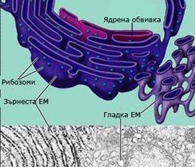 ribosomi