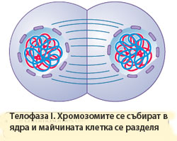 teloph1