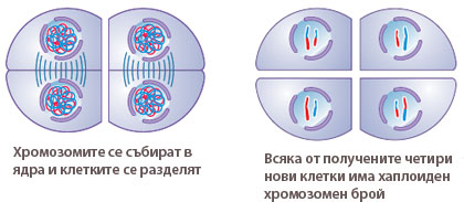 teloph2