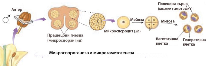 microsporogenesis2