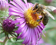 pollination_bees