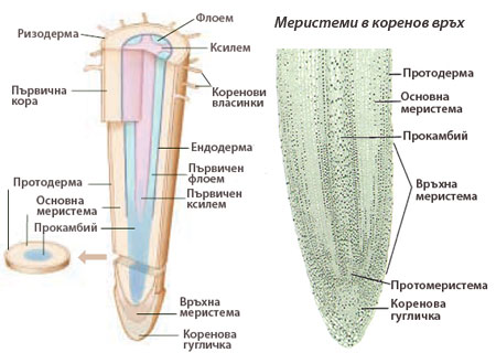 apical_root_meristems_450