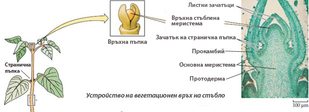 apical_shoot_merist_621