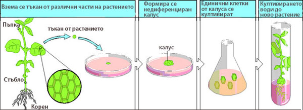 callus_600