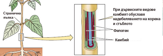 cambium_phelogen1