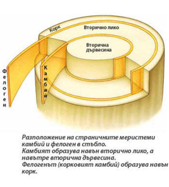 cambium_phelogen_353