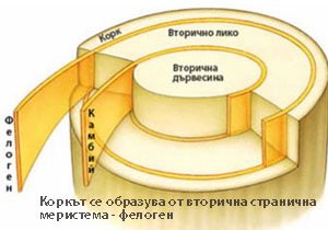 cork_phelogen_300